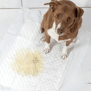 Tapete Higiênico Descartável Petbraz para Cachorro 60 x 60 cm Fralda Pet Xixi Cão Pequeno Médio