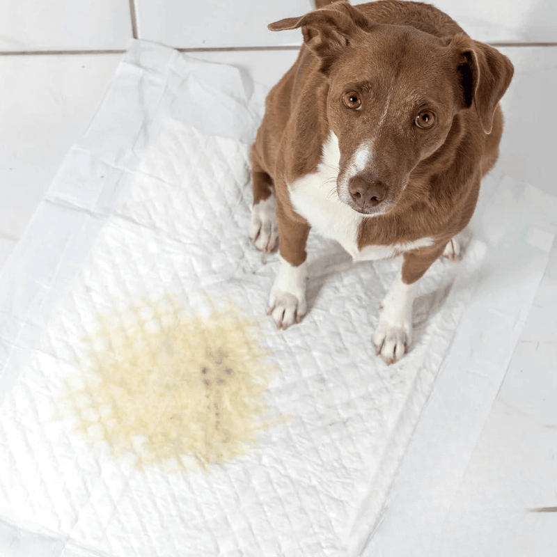 Tapete Higiênico Descartável Petbraz para Cachorro 60 x 60 cm Fralda Pet Xixi Cão Pequeno Médio